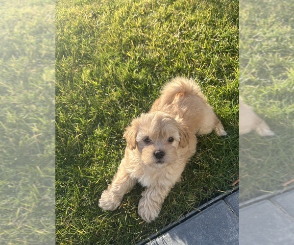 Medium Photo #4 Maltipoo (Miniature) Puppy For Sale in MOSES LAKE, WA, USA