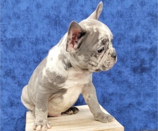 Medium Photo #8 French Bulldog Puppy For Sale in BLAKESBURG, IA, USA