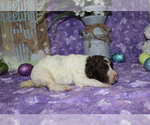 Small Photo #5 Poodle (Standard) Puppy For Sale in CHANUTE, KS, USA