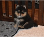 Puppy Puppy 1 Pomeranian