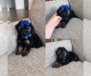 YorkiePoo Puppy for sale in BELDING, MI, USA