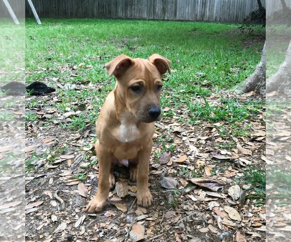 Medium Photo #6 Mutt Puppy For Sale in Spring, TX, USA