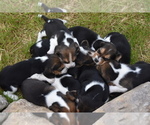 Small Photo #11 Beagle Puppy For Sale in BERNVILLE, PA, USA