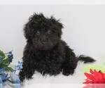Small Photo #1 Havanese-Poodle (Toy) Mix Puppy For Sale in SHILOH, OH, USA