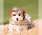 Small #5 Yorkipoo
