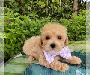 Maltipoo-Poodle (Miniature) Mix Puppy for sale in ROCKFORD, MI, USA