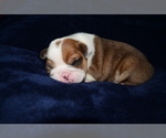 Small Photo #3 Bulldog Puppy For Sale in HAMPTON, TN, USA