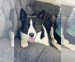 Small Border Collie