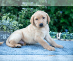 Small #1 Labrador Retriever