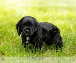 Puppy Inky Cocker Spaniel