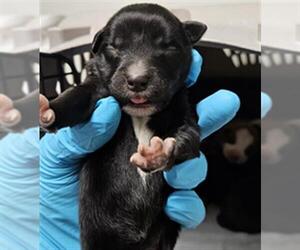 Mutt Dogs for adoption in Bakersfield, CA, USA