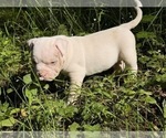 Small #2 American Bully