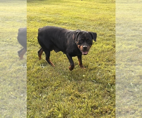 Medium Photo #1 Rottweiler Puppy For Sale in MIDDLEBURY, IN, USA