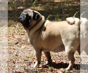 Mother of the Pug puppies born on 08/04/2025