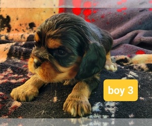 Cavalier King Charles Spaniel Puppy for sale in ALEXANDRIA, IN, USA