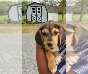 Beagle Puppy for sale in COLUMBIANA, OH, USA