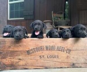 Labrador Retriever Puppy for sale in GARRISON, MO, USA