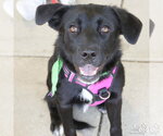 Small Labrador Retriever Mix