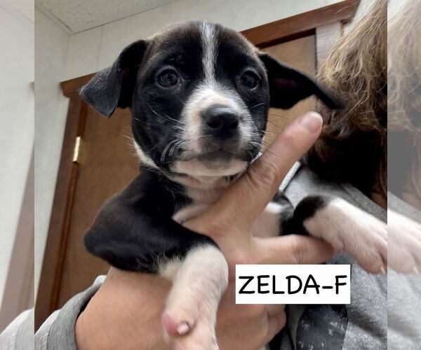 Medium Photo #5 American Pit Bull Terrier-Labrador Retriever Mix Puppy For Sale in GILBERTS, IL, USA