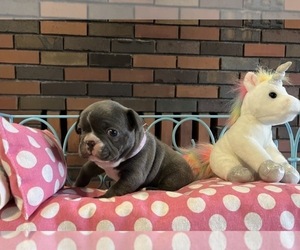 French Bulldog Puppy for sale in STILLWATER, OK, USA