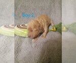 Small Photo #6 Goldendoodle-Poodle (Miniature) Mix Puppy For Sale in NORTH LIBERTY, IN, USA