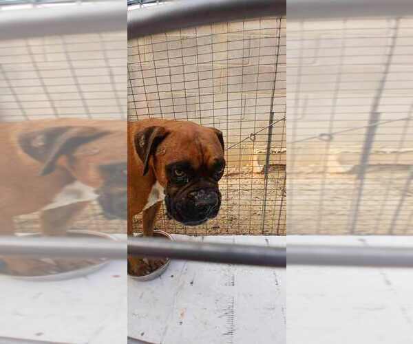 Medium Photo #4 Boxer Puppy For Sale in Austin, TX, USA