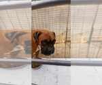 Small #3 Boxer