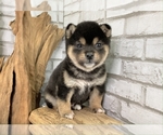 Small #5 Shiba Inu