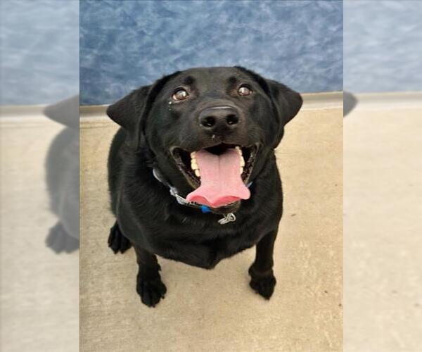 Medium Photo #1 Labrador Retriever Puppy For Sale in Fort Collins, CO, USA