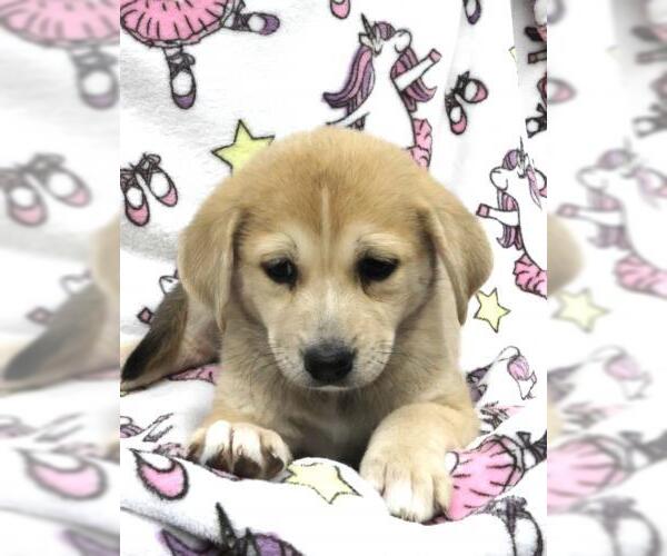Medium Photo #1 Mutt Puppy For Sale in Thief River Falls, MN, USA