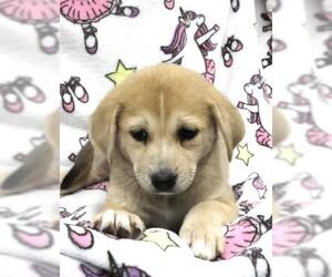 Mutt Dogs for adoption in Thief River Falls, MN, USA