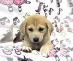 Small Mutt