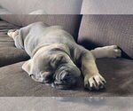 Small #5 Cane Corso