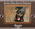 Small Rottweiler
