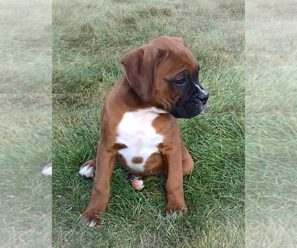Medium Photo #2 Boxer Puppy For Sale in APPLE CREEK, OH, USA