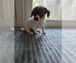 Small #3 Dachshund-Shorkie Tzu Mix