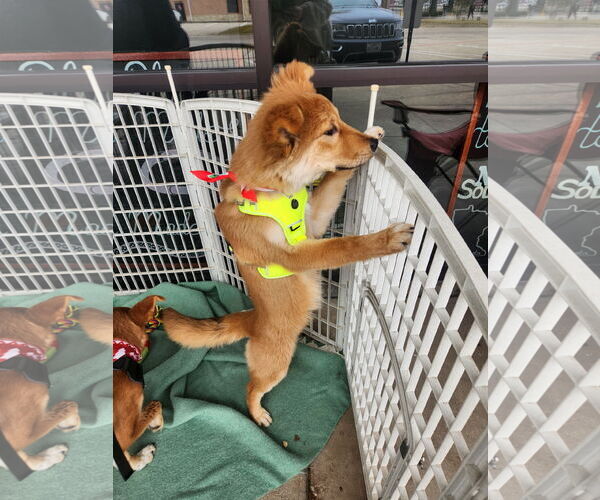 Medium Photo #2 Mutt Puppy For Sale in Dallas, TX, USA