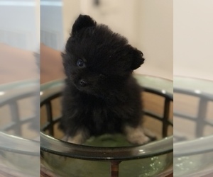 Pomeranian Puppy for sale in SACRAMENTO, CA, USA