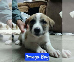 Aussie Pyrenees Dogs for adoption in Aurora, IN, USA