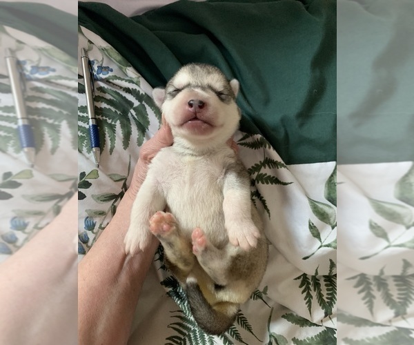 Medium Photo #6 Alaskan Malamute Puppy For Sale in DEFUNIAK SPRINGS, FL, USA