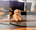 Puppy Jack Maltipoo