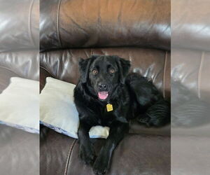 Poodle (Standard)-Unknown Mix Dogs for adoption in Vail, AZ, USA