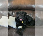 Poppy - Female Poodle (Standard)-Unknown Mix Dog for Adoption - Small photo