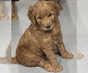 Goldendoodle Puppy for Sale in SUFFOLK, Virginia USA