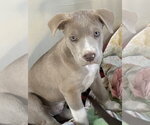 Small Labrador Retriever Mix