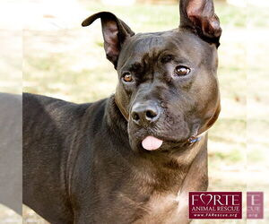 American Staffordshire Terrier-Unknown Mix Dogs for adoption in Marina del Rey, CA, USA
