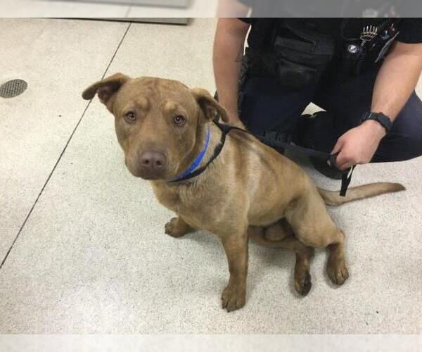 Medium Photo #1 Mutt Puppy For Sale in Riverside, CA, USA