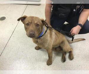 Mutt Dogs for adoption in Riverside, CA, USA