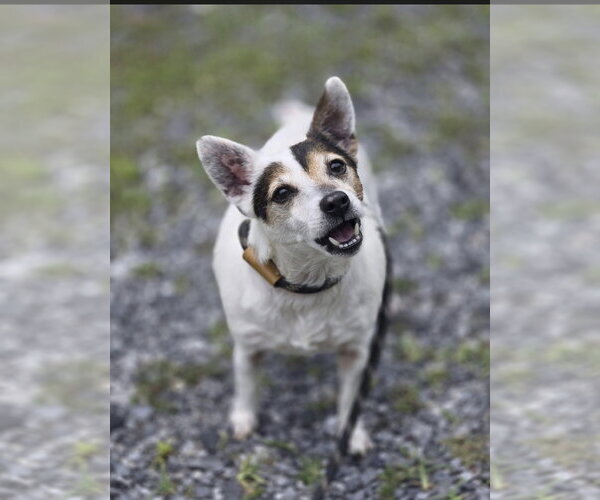Medium Photo #2 Mutt Puppy For Sale in Crandall, GA, USA
