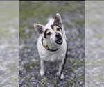 Small #1 Mutt